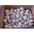 https://www.bossgoo.com/product-detail/pack-garlic-in-a-natural-box-56325170.html